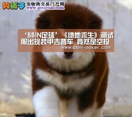 BBIN入口